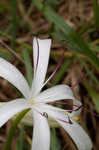 Seven-sisters <BR>Spring-lily